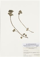 藏品(雜種野芝麻)的圖片